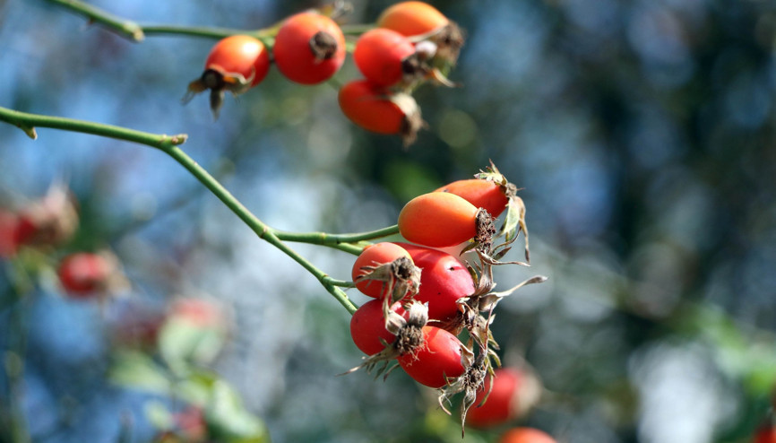 Toplaması biraz zahmetli ama yiyene doktor yüzü göstermiyor...