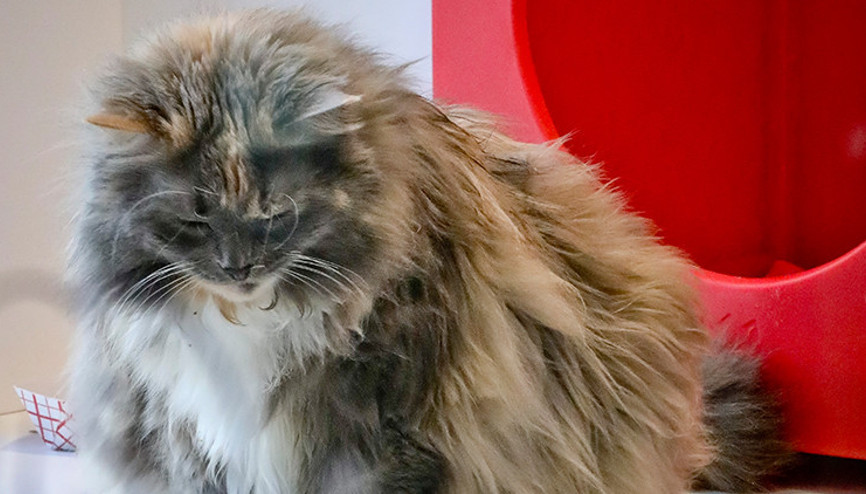 Çinli iş adamı, ölen kedisini 35 bin dolara klonlattı