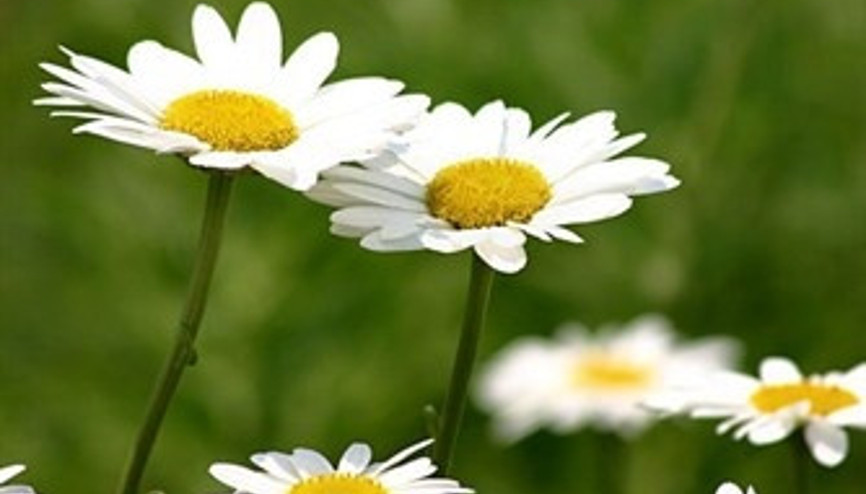 Papatyadan gelen sağlıklı güzellik