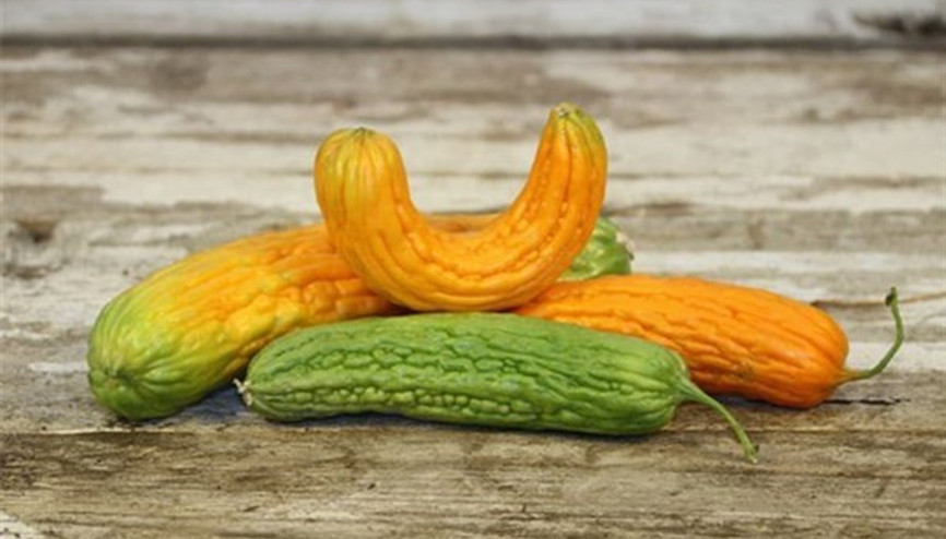 Midenizin Dostu Kudret Narı