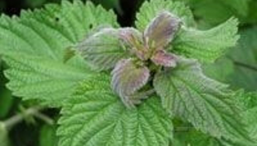 Isırgan saçı uzatır, mango kırışıklıkları giderir