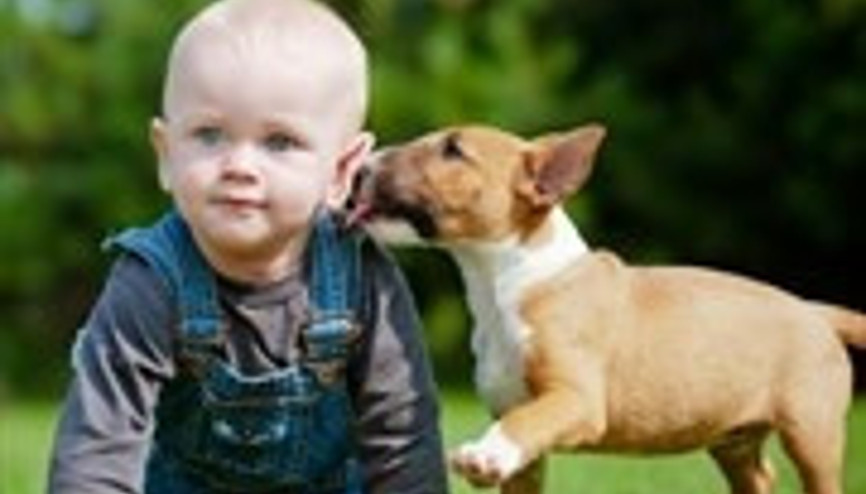 Bebeğe Emeklemeyi Öğreten Köpek