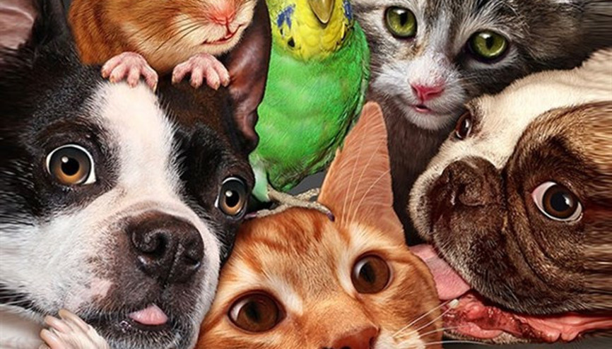 Evcil Hayvanlarla İlişkiniz Karakterinizi Belirliyor