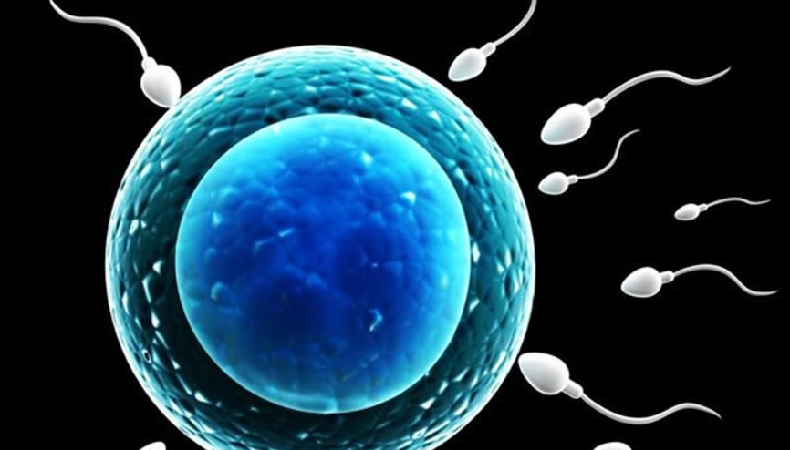 Sperm Sağlığı İçin Folik Asit Gereklidir
