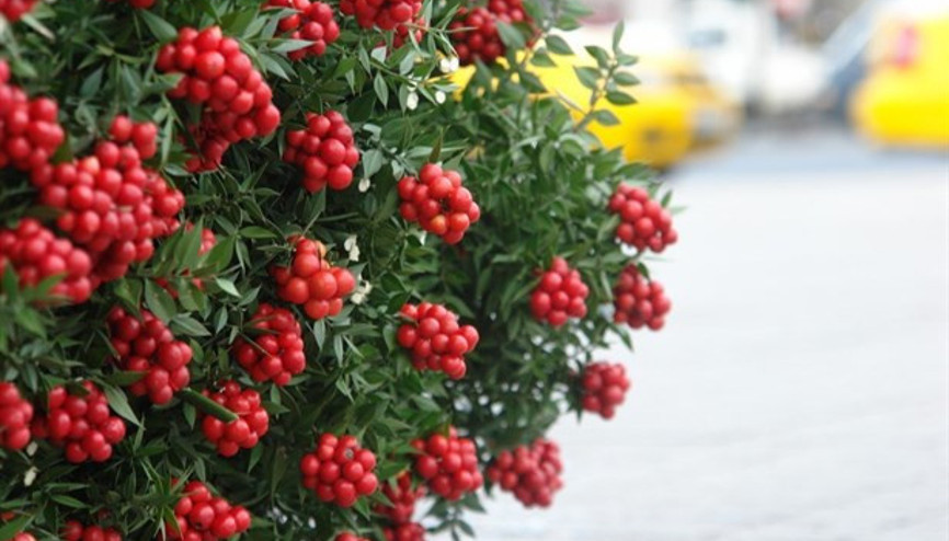 Kokina Nedir Yılbaşı Çiçeği Kokina Nasıl Yapılır