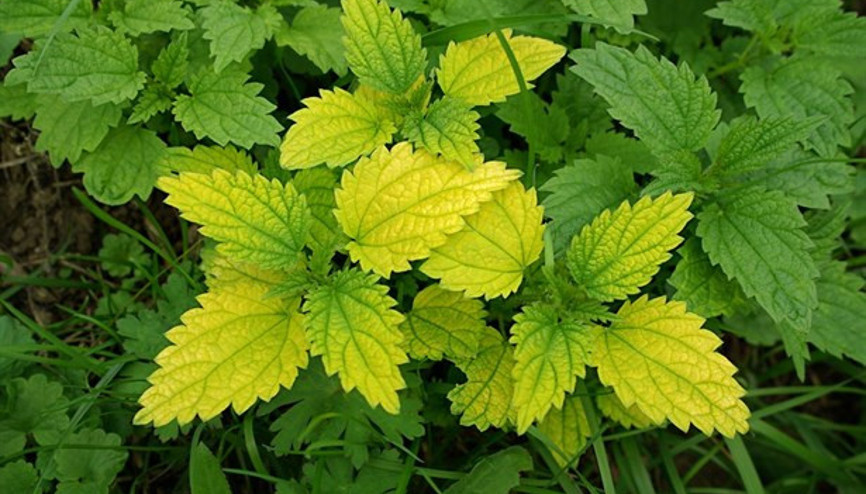 Isırgan Bir Demir Bombası