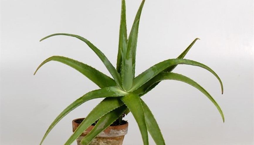 Aloe Vera Bitkisi Nasıl Çoğaltılır