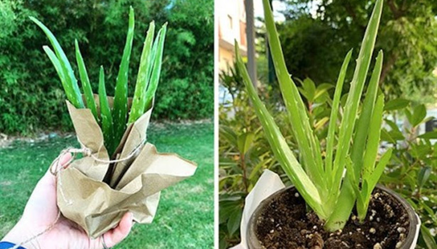 Aloe Vera Jeli Terörü