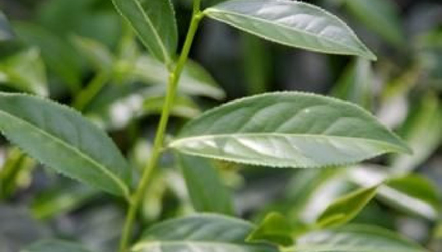Çay ağacı yağının büyülü etkisi