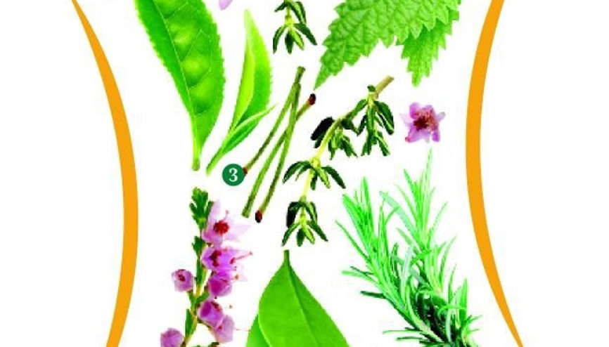 Metabolizmayı hızlandıran 7 mucize ot
