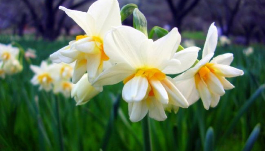 Doğal Güzellik Reçeteleri