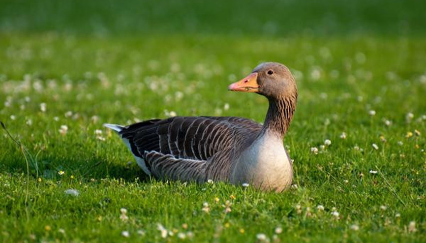 Kızılderili Astrolojisine Göre Siz