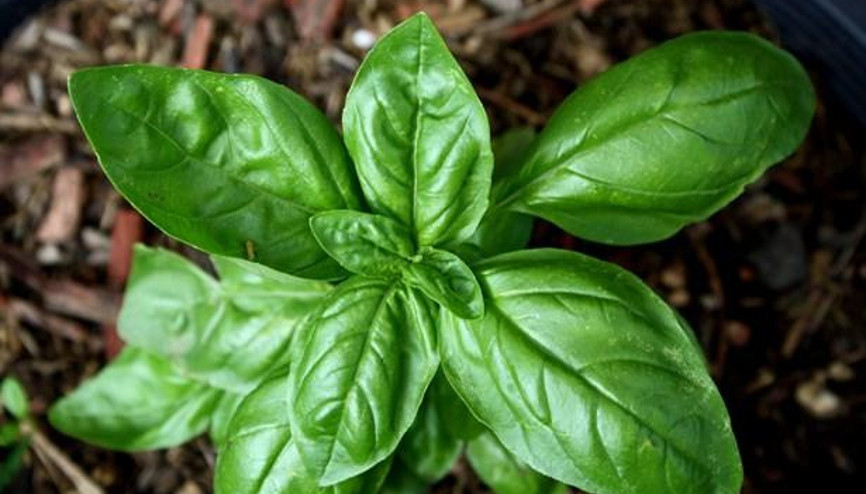 Burcunun Şifalı Otunu Biliyor Musun