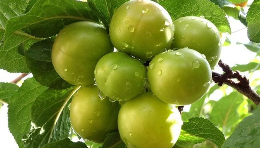 Yeşil Eriğin Faydaları Saymakla Bitmiyor