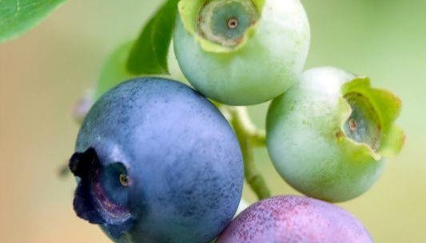 Güzelleştiren 10 Besin