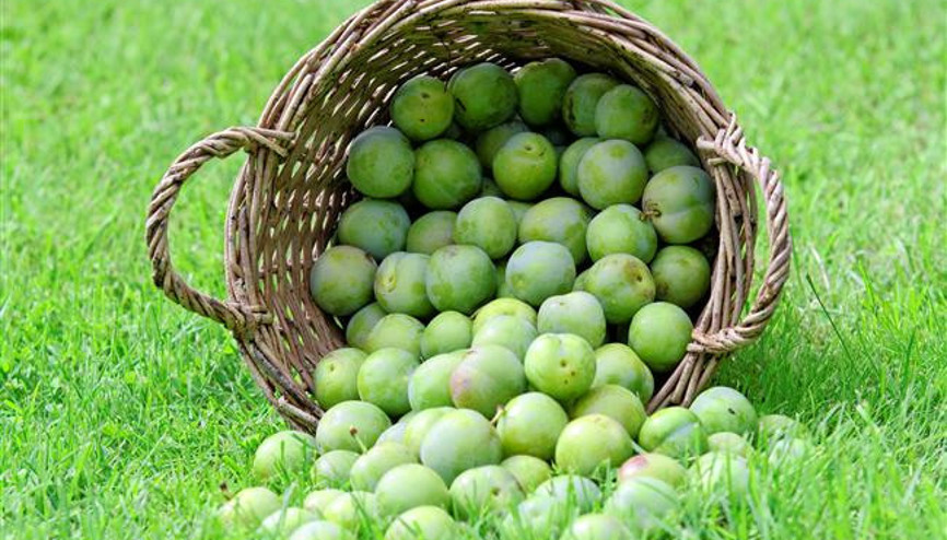 Yeşil Erik Yemeniz İçin 11 Neden