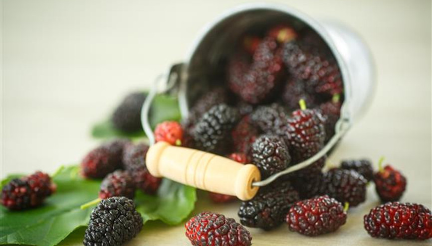 Otantik Lezzet: Karadutun 6 Muhteşem Faydası