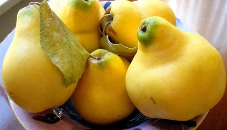 Kış Hastalıklarına Karşı: Ayva Kış Hastalıklarına Karşı: Ayva