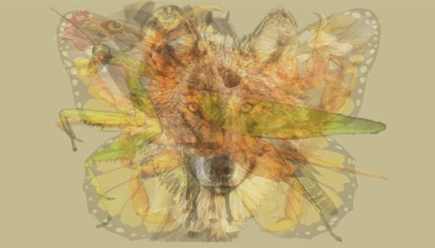 Resme İlk Baktığınızda Ne Gördünüz