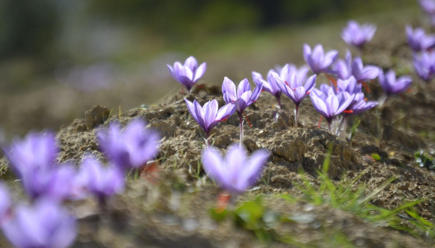 Dünyanın en pahalısı Hem ekonomiye hem turizme katkı sağlayacak