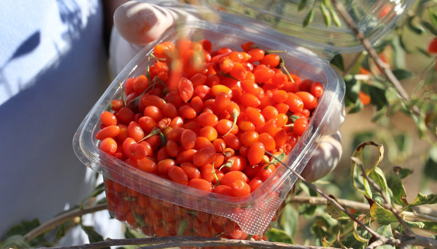 Şifa niyetine goji berry yetiştiriciliğine başladı
