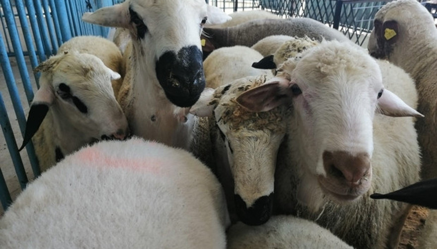 Veba karantinası Giriş ve çıkışlar kapatıldı