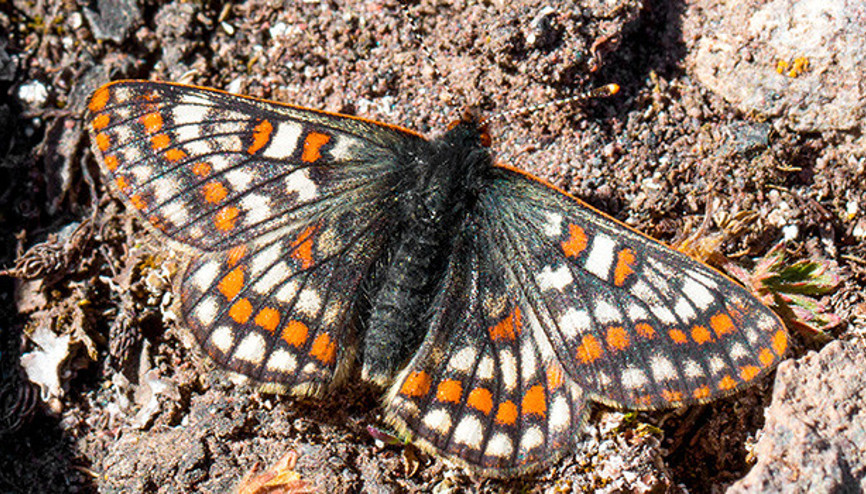 50 yıl sonra yeniden görüldü