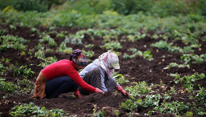 FAOdan Türkiyedeki tarım uygulamalarına övgü FAOdan Türkiyedeki tarım uygulamalarına övgü