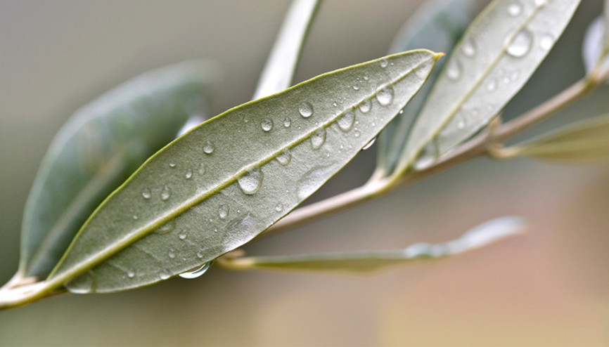 Tatlı Krizlerini Engelleyen Zeytin Yaprağı Kürü
