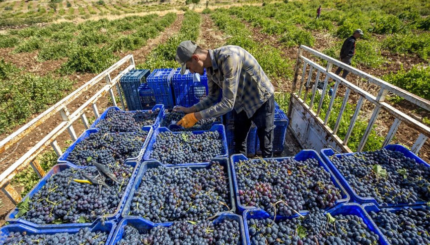 Dünyanın en güzel aromalı üzümü Seyahatnamede bile yeri var