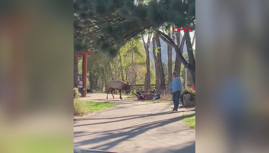 ABDde vahşi yaşam parkı ziyaretçilerine geyik saldırdı