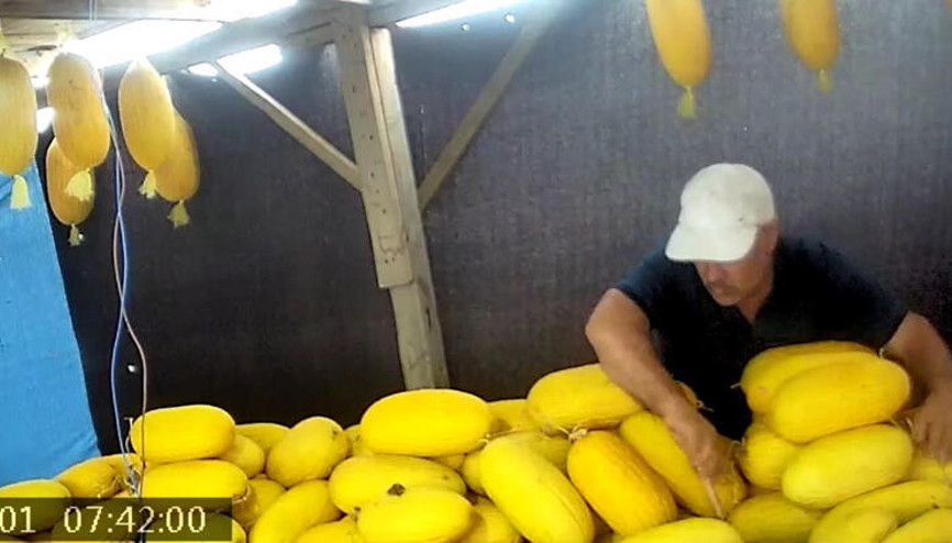 Komşusuna zarar vermek için yüzlerce kavunu bıçakla böyle parçaladı