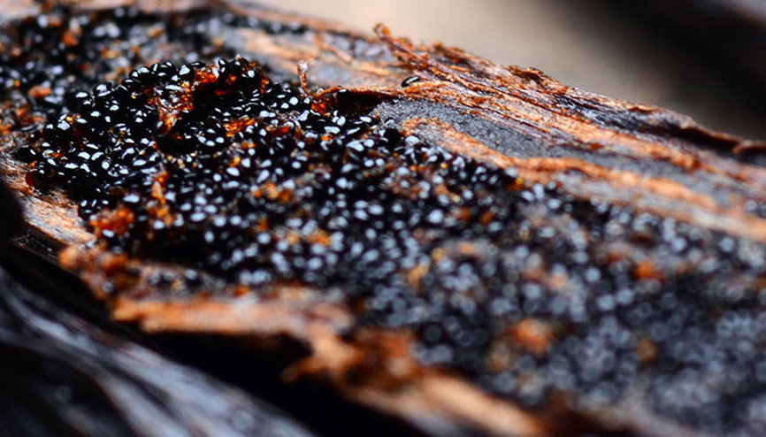 Belki de her gün yiyorsunuz ama bu halini hiç görmüş müydünüz