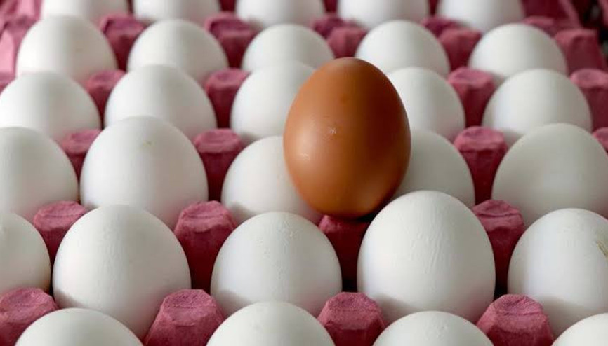 Ağustosta 1.6 milyar adet tavuk yumurtası üretildi