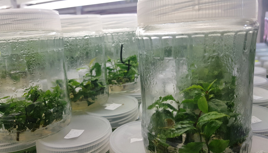 Bu çay bildiğiniz çaylardan çok farklı çünkü...