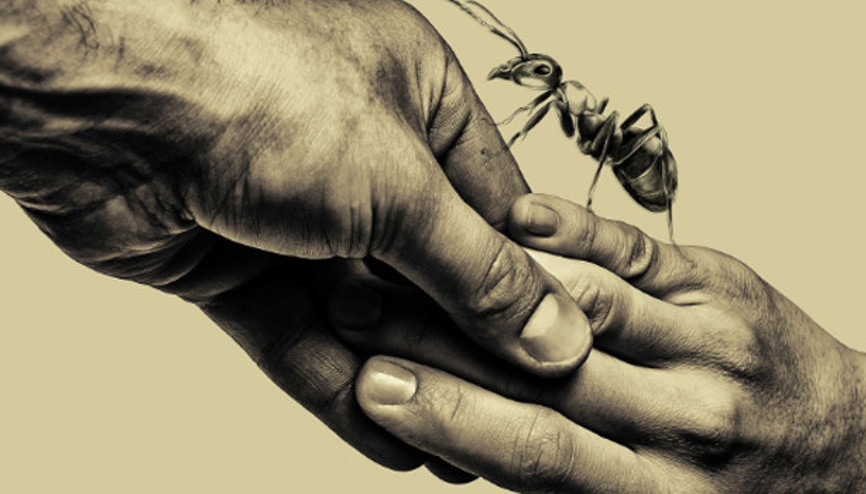 Karıncanın prömiyeri Boğaziçi Film Festivalinde