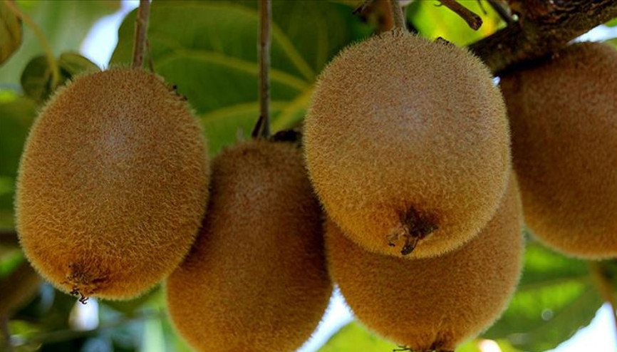 Türkiyede kivi üretimi artıyor