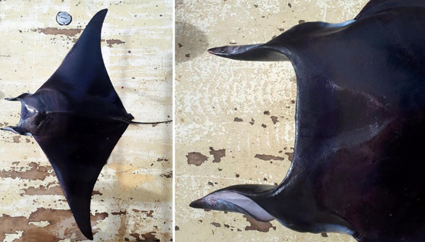 Antalya Körfezinde şeytan vatozu ilk kez görüldü