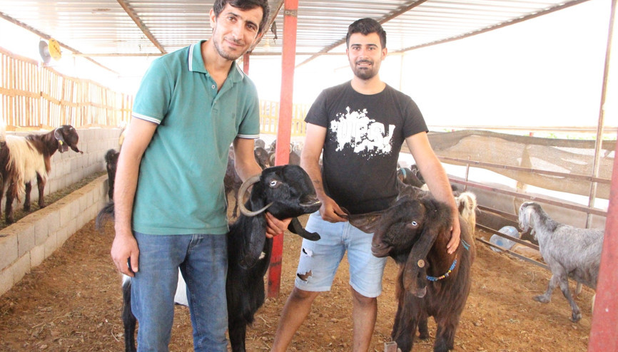 Türkiyede az görülüyor Günde 6 kilo süt veriyor
