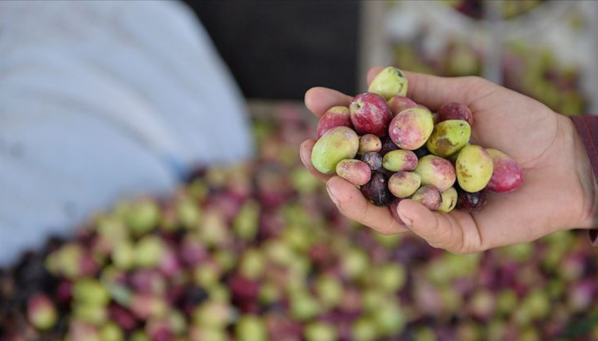 Marmarabirlikten rekolte beyanı açıklaması