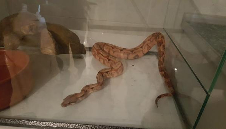 Sosyal medyada timsah, piton yılanı ve jako papağan satan şüpheli yakalandı Sosyal medyada timsah, piton yılanı ve jako papağan satan şüpheli yakalandı
