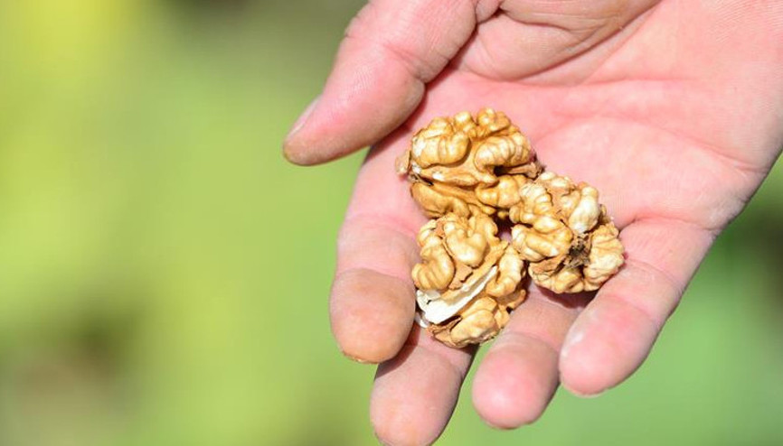 Tescilli Şebin cevizinde yüksek rekolte