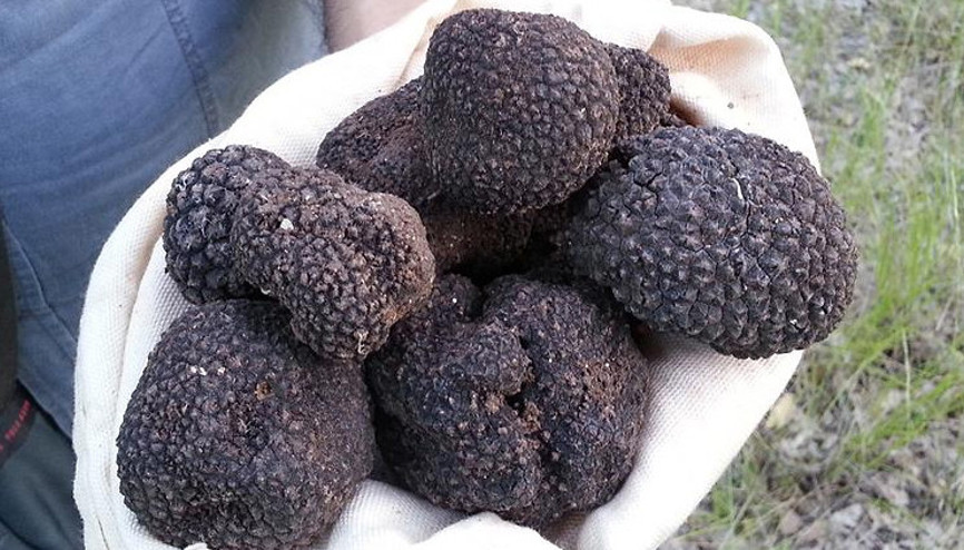 Trüf mantarı üretiminde 60 kat artış hedefi