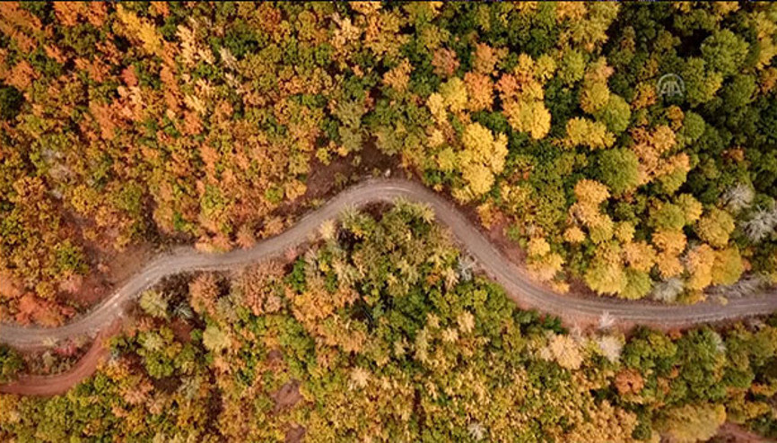 Tunceli ormanları sonbahar renkleriyle bir başka güzel