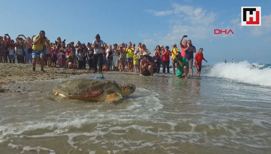 Sea turtle returns home after recovery