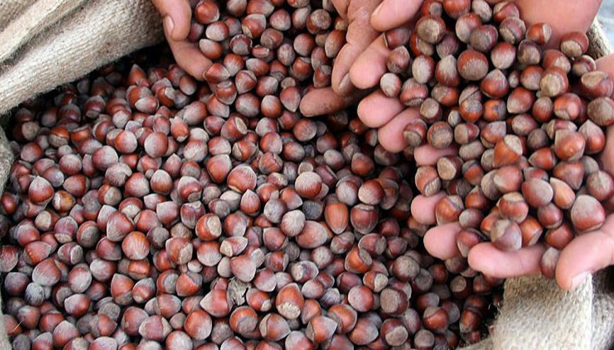 FİSKOBİRLİK Giresun kalite fındığın kilogramını 17,25 liradan alıyor