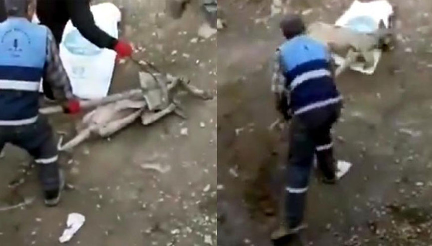 Köpeğe eziyet görüntülerine suç duyurusu