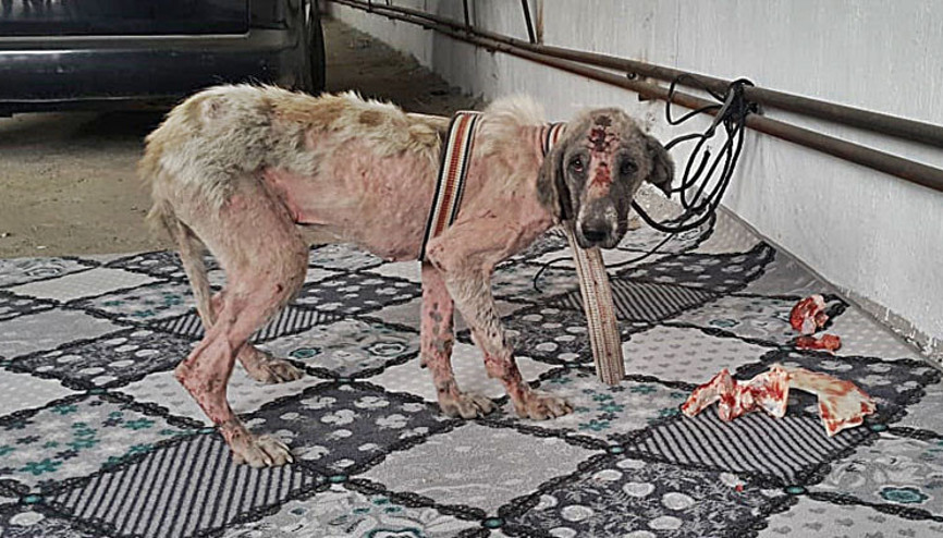 İnsanlık dışı olayda yeni gelişme O köpek bulundu...