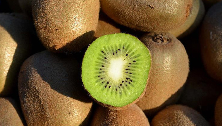 Orduda kivi hasadına başlandı