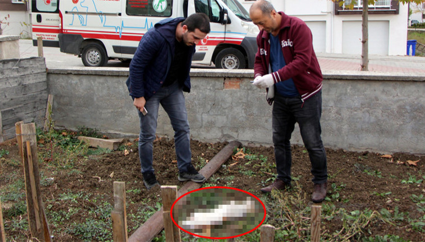 Bir şehir bunu konuşuyor; 28 Ekimden bugüne 6 vahşet...